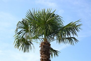 Image showing coconut tree