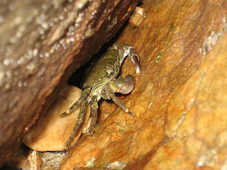 Image showing Crab, macro