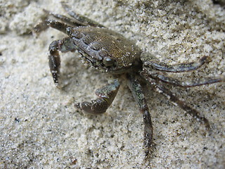 Image showing Crab, macro