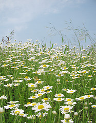 Image showing camomiles field 