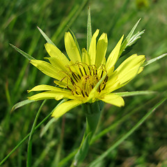 Image showing yellow flower