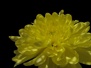 Image showing yellow chrysanthemum