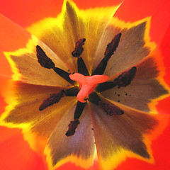 Image showing tulip inside       