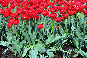 Image showing tulips