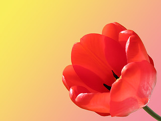 Image showing red tulip