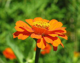 Image showing zinnia