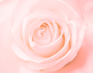 Image showing pink rose