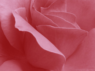 Image showing rose