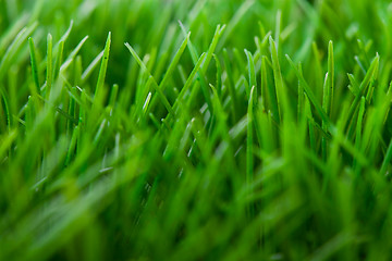 Image showing Grass background