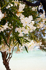 Image showing Beautiful white flowers in Kefalonia