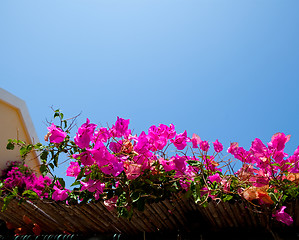 Image showing Bougainvilleas in Kefalonia