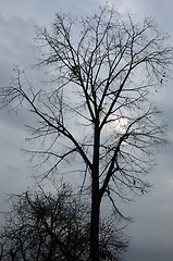 Image showing Trees Against Cloudy Sky