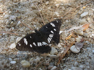 Image showing Butterfly macro