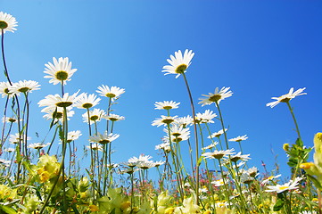 Image showing daisy flower in summer