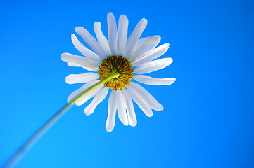 Image showing daisy from beliw in summer under blue sky