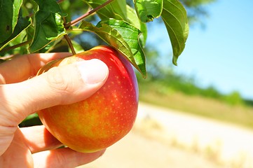 Image showing apple on tree