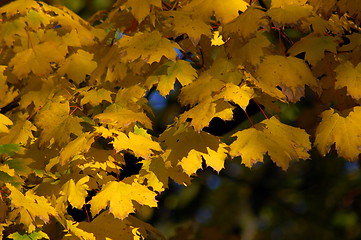 Image showing Fall leaves