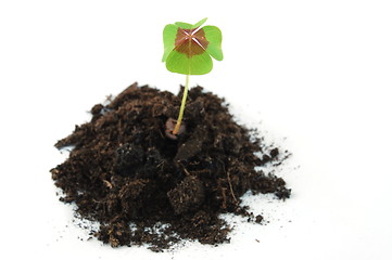 Image showing Plant on earth