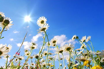 Image showing flowers on meadow in summer