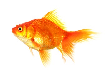 Image showing goldfish