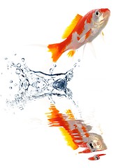 Image showing goldfish