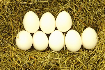 Image showing blank egg in hey