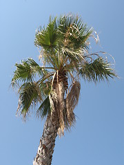 Image showing Palms