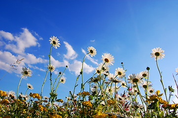 Image showing flowers from below