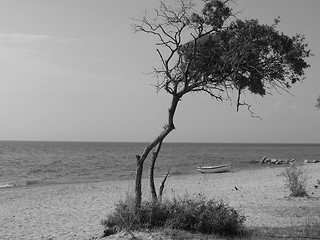 Image showing Tree on the Beach