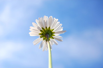 Image showing daisy under blue sky