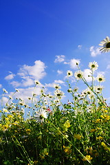 Image showing daisy flowers in summer