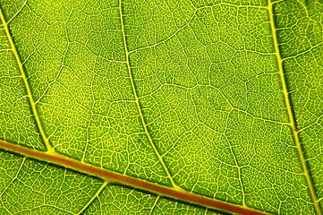 Image showing structure and texture of green leaf