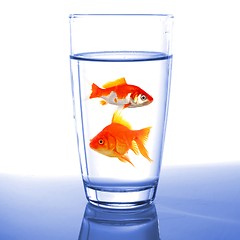 Image showing goldfish in glass water