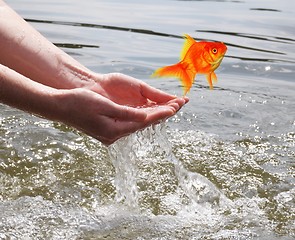 Image showing goldfish