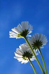 Image showing daisy under blue sky