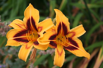 Image showing Lilies