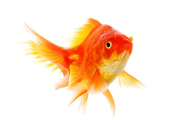 Image showing goldfish