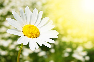 Image showing daisy flower on a summer field