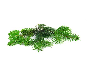 Image showing fresh green fir branch