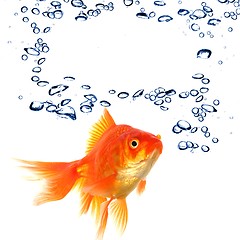 Image showing goldfish and copyspace