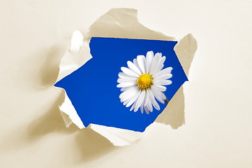 Image showing flower behind hole in paper