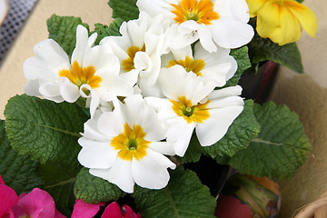 Image showing Primrose