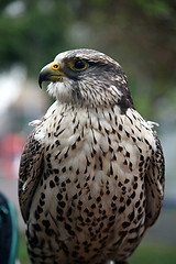 Image showing Eagle hawk