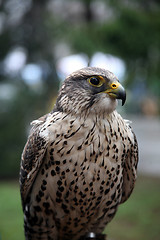 Image showing Eagle hawk