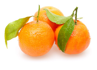 Image showing Tangarines