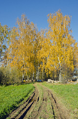 Image showing Rural road autumn birches and  hives near them.