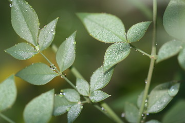 Image showing A film of water on plants after heavy rain