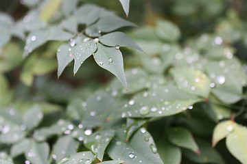 Image showing Leaves soaked in rain 2