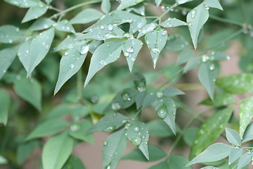 Image showing Leaves soaked in rain