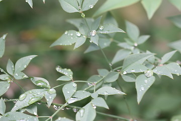 Image showing Leaves soaked in rain 3